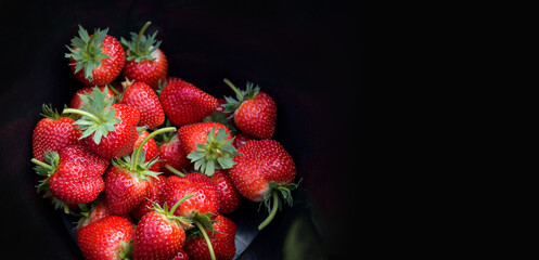 strawberry on black bucket, fresh ripe strawberry field harvest strawberries picking on tank fruit...