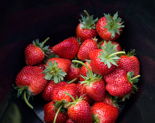 strawberry on black bucket, fresh ripe strawberry field harvest strawberries picking on tank fruit collected strawberry