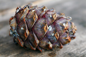 Cedar cone on the background of a wooden table close-up.
