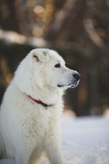 A maremma sheepdog on a farm in Ontario, Canada.
