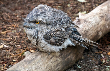 Tawny Frogmouth (Podargus Strigoides)