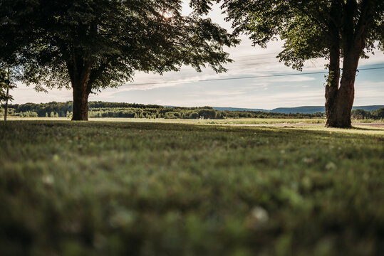 Scenic view of trees growing on grassy field against sky