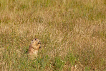 Naklejka na ściany i meble A side profile of a gopher standing and nibbling on grass