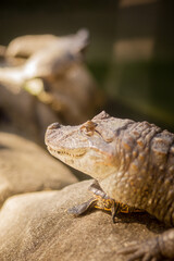 close up of a crocodile