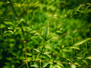 green leaves background