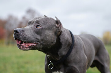 Cute big gray pitbull dog in the fall forest. American pit bull terrier in the autumn park