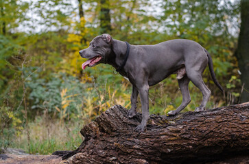 Cute big gray pitbull dog on wood in the fall forest. American pit bull terrier on tree in the autumn park