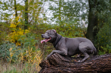 Cute big gray pitbull dog on wood in the fall forest. American pit bull terrier on tree in the autumn park