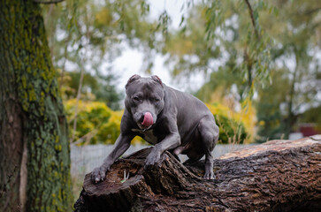 Cute big gray pitbull dog on wood in the fall forest. American pit bull terrier on tree in the autumn park
