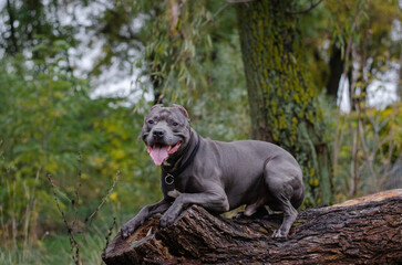 Cute big gray pitbull dog on wood in the fall forest. American pit bull terrier on tree in the...