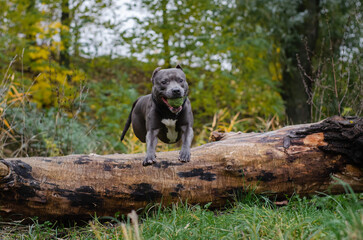 Cute big gray pitbull dog on wood in the fall forest. American pit bull terrier on tree in the autumn park