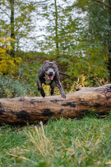 Cute big gray pitbull dog on wood in the fall forest. American pit bull terrier on tree in the autumn park