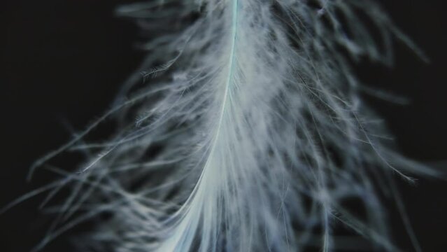 Slow motion feather background. Macro. Close up. White fluff in black background