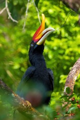The Rhinoceros Hornbill (Buceros rhinoceros) has a prominent golden-yellow horn, called a casque, on the top of its beak
