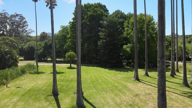 Jardin con palmeras cielo despejado mucho verde y arbolado 