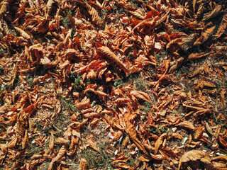 The yellow and dark orange autumn foliage of chestnuts lies on the ground with grass. View from above.