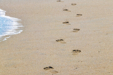 Footprint footprints on the beach sand by the water Mexico.
