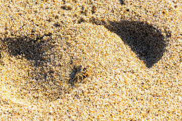 Tiny sand crab beach crab drags eats fly bee insect.