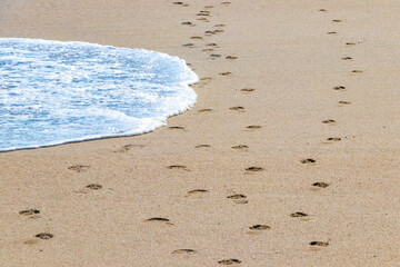 Footprint footprints on the beach sand by the water Mexico.