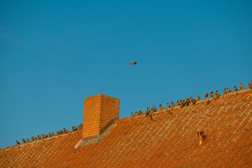 Birds in urban habitat. flock of birds sit on a red tiled roof.Bird minimalism. natural geometry.