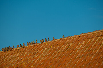 flock of birds sit on a roof.Birds in urban habitat. Bird minimalism. natural geometry.