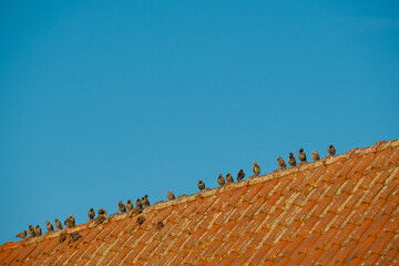 flock of birds sit on a red tiled roof.Birds in urban habitat. Bird minimalism. natural geometry.