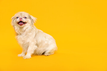 Cute Pekingese dog on yellow background. Space for text