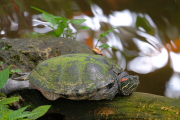 Pond Slider on the rest 