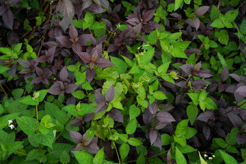 Red and green leaves bushes nature