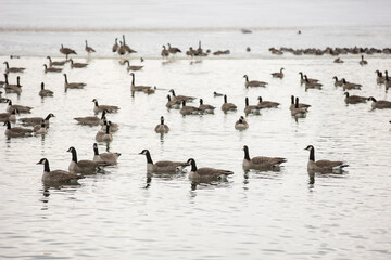 Canada Geese on a winter lake for migration