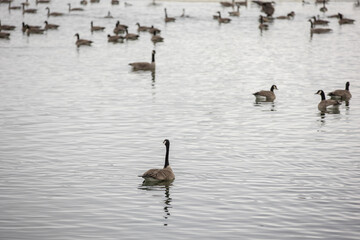 Canada Geese on a winter lake for migration