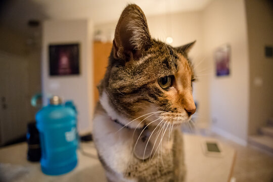 Calico cat close up portrait