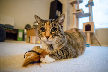 Cute calico cat laying with feather mouse toy