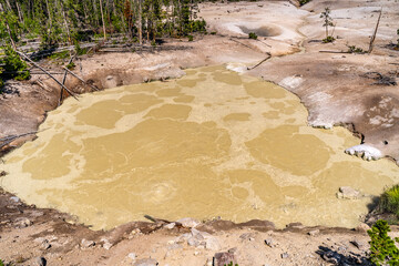 Acid Springs in Sulphur Caldron Yellowstone National Park.