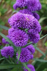 Macro shot of beautiful purple flowers blooming in spring with beauty and nature.