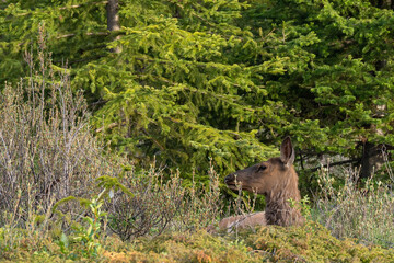 Elk in Jasper