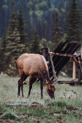 Elk in Jasper