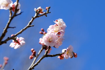 pink Japanese apricot blossom in blooming	