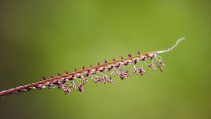 Violets flower of grass in nature. Macro image, Abstract nature background.