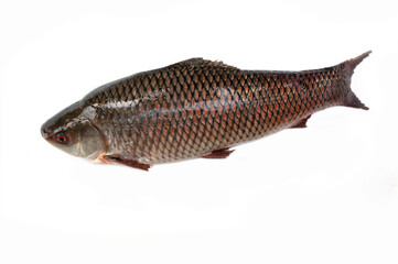 Probarbus jullieni isolated on white background.diseases found in freshwater fish