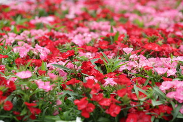 an impatiens walleriana flowers with green leaf.