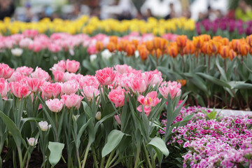 a Colorful Tulip Field with hk flower show
