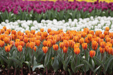 a Colorful Tulip Field with hk flower show