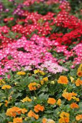 a nature concept, the flower at the garden