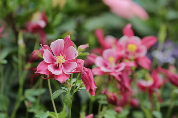 Obraz premium pink flower in the garden., Sunshine and Beauty
