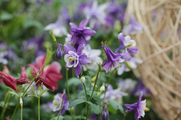 a nature concept, the flower at the garden