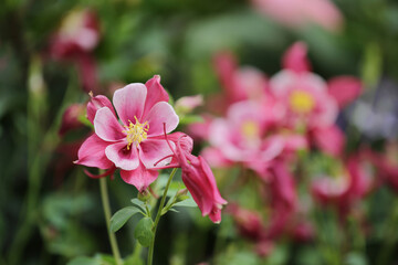 pink flower in the garden., Sunshine and Beauty