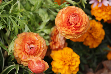 Close Up Detail Of Hybrid Orange And Yellow Colorful Blooming