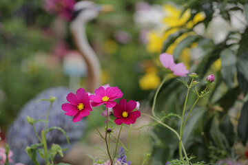 a nature concept, the flower at the garden