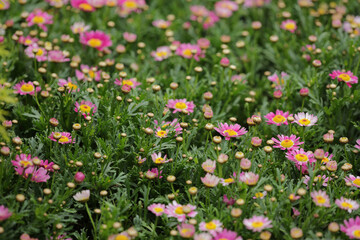 a daisy flowers on back ground of the season landscape.